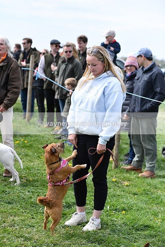 WJ5_0593 - Class 7 Best Terrier