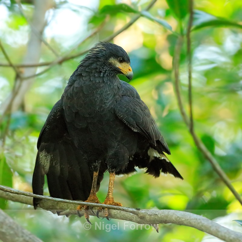 Common Black Hawk, Damas Island, Costa Rica - Common Black Hawk