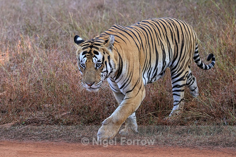 Male Tiger walking near track, Panna Reserve, Madhya Pradesh, India - Tiger