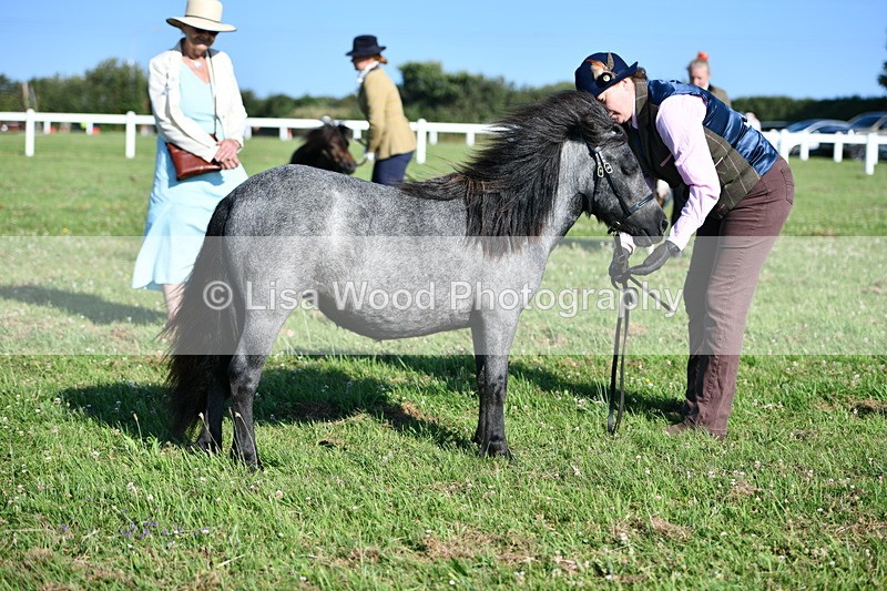 DSC_5628 - Class 49: NPS Shetland Youngstock