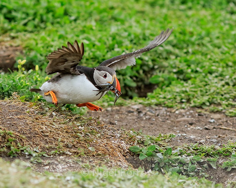 Puffin rushing to enter burrow, Farne Islands - Puffin