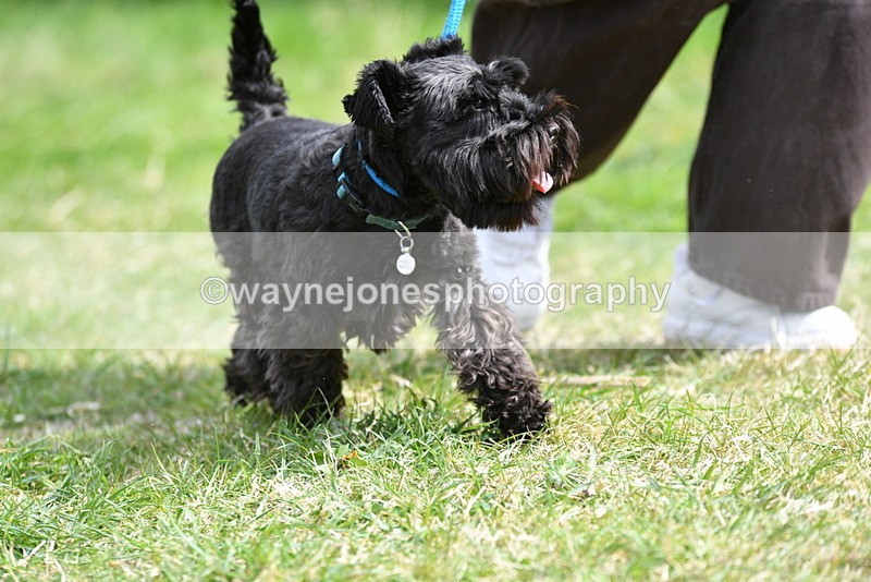 WJ5_0419 - Class 7 Best Terrier