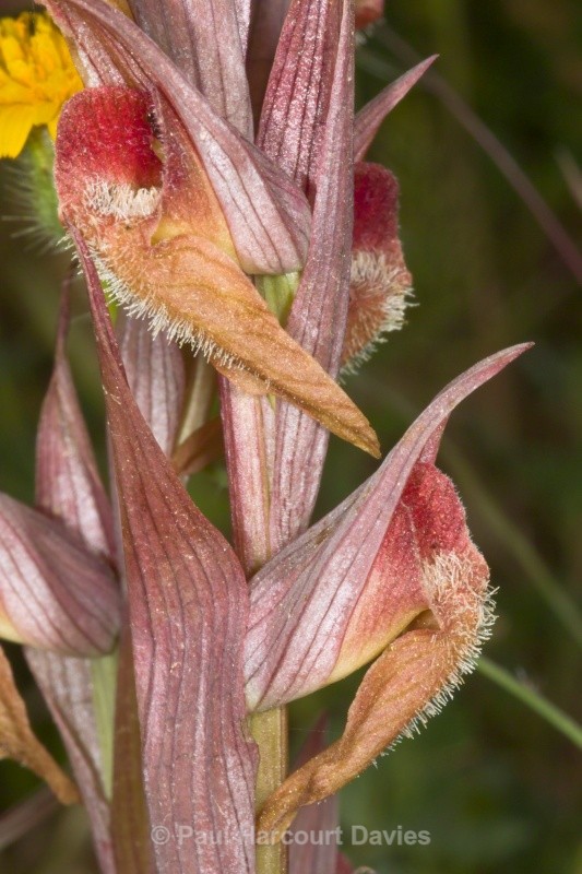 Eastern Serapias (Serapias orientalis) - Orchids - Serapias