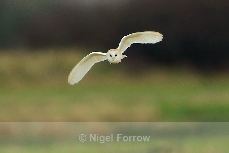 Barn Owl in flight at Otmoor RSPB - Barn Owl
