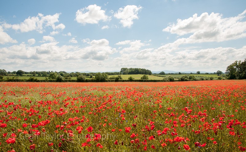 Pim Hill organic farm - The Literary Landscape of Shropshire