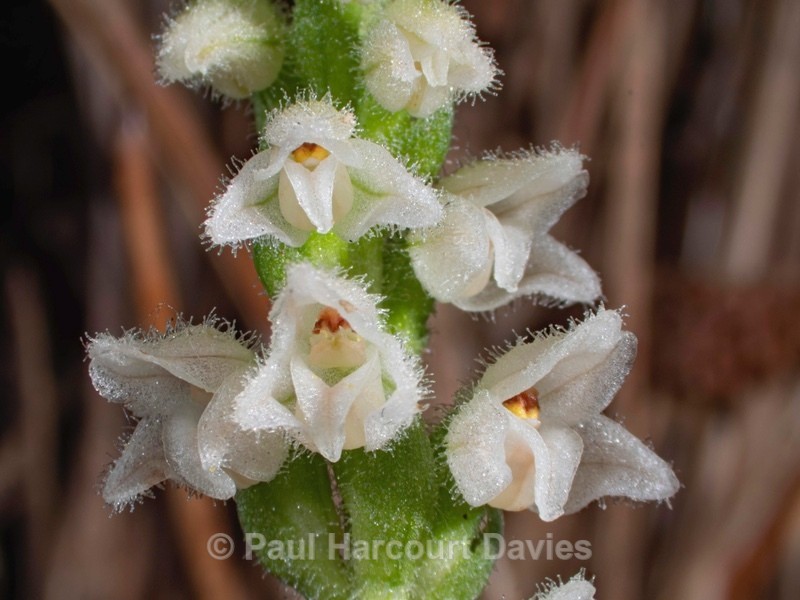 Creeping Ladies Tresses (Goodyera repens) - Mikromak & TS Robusto 160