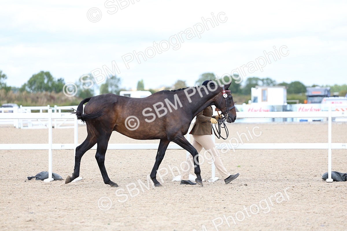 SBM_15248 - Class 313 - IH Retired Racehorse