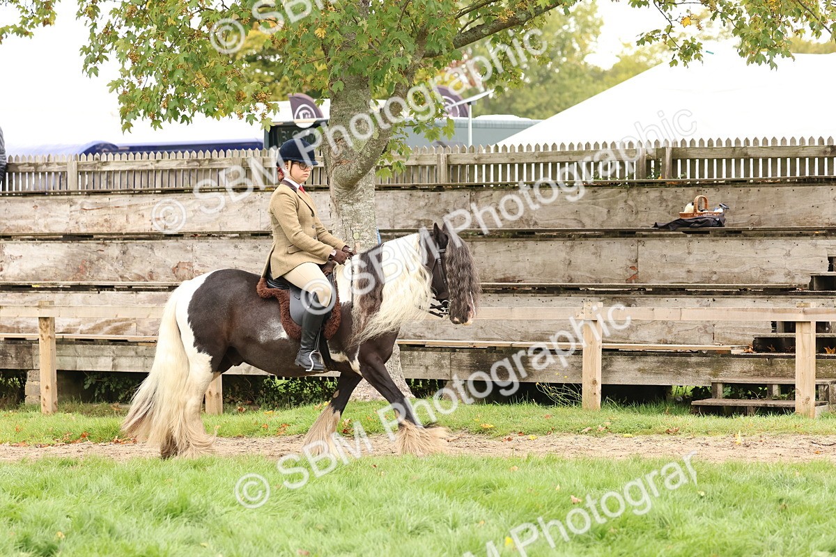 SBM_59840 - S36 - Rehabiliated Rescue Horse & Pony In Hand & Ridden