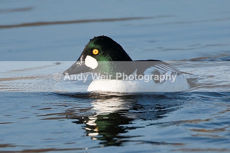 20091213-WE 081 - Goldeneye