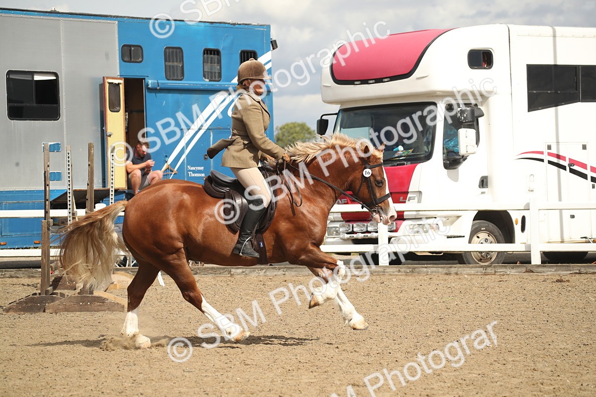 SBM_14557 - Class 505a - M&M Working Veteran - 50cm (15-19)