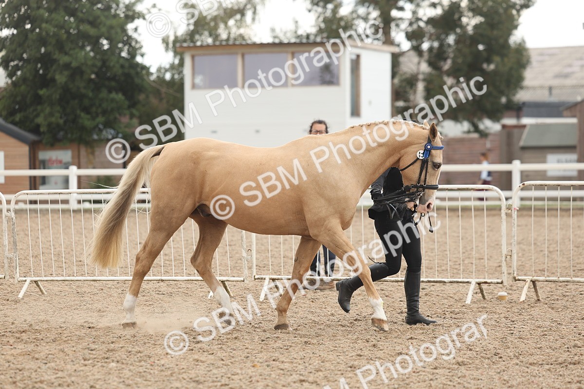 SBM_07622 - Class 26 - IH Foreign Breeds - Part Bred