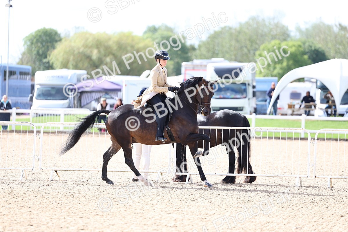 SBM_10825 - Class 305 - Ridden Foreign Breeds - Pure Bred