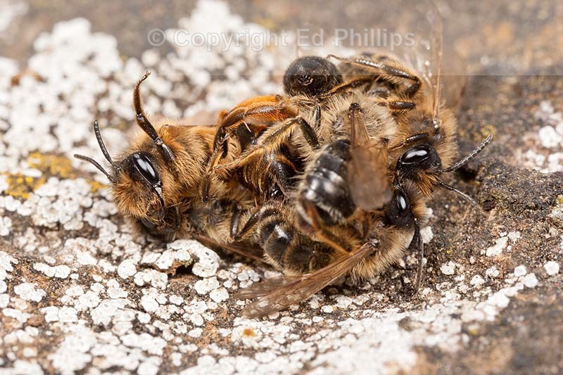 Andrena flavipes
