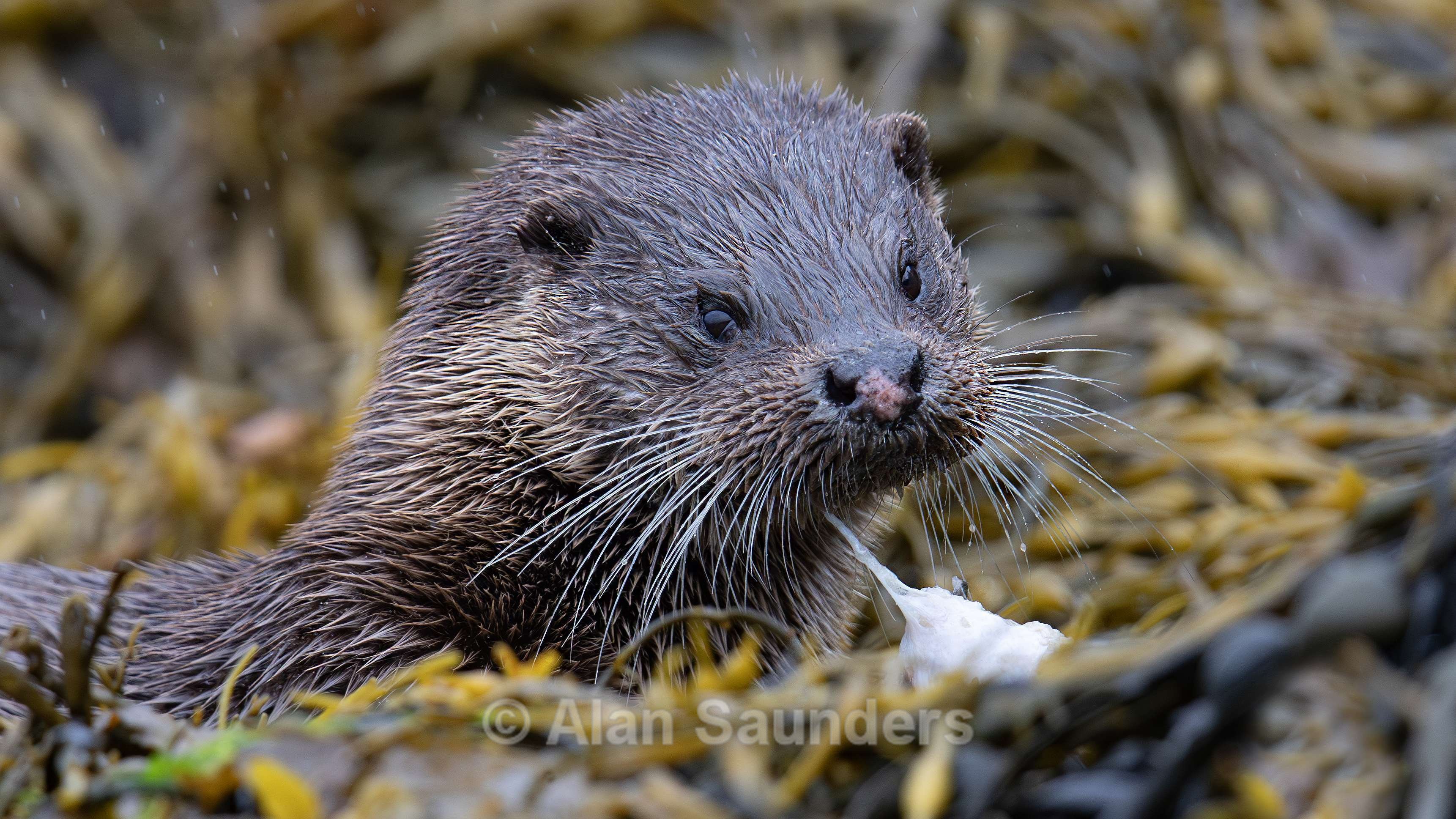 Eurasian Otter 5