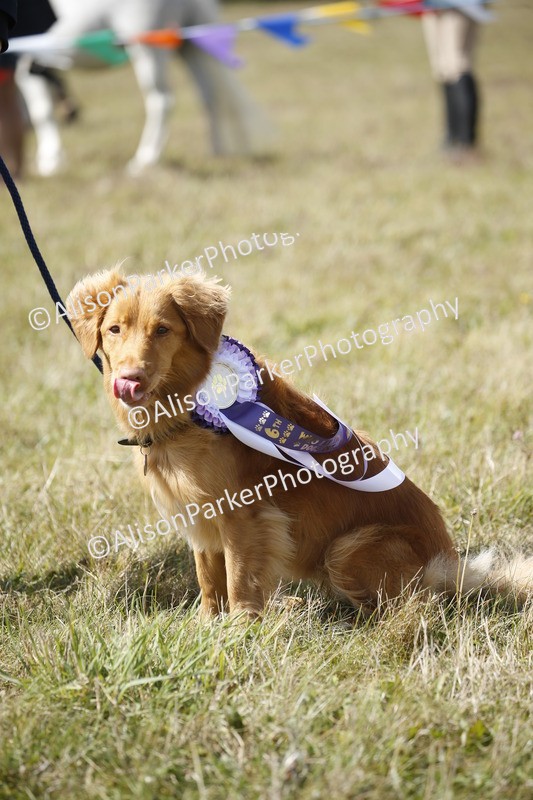 20250831-3697 - Dog Show