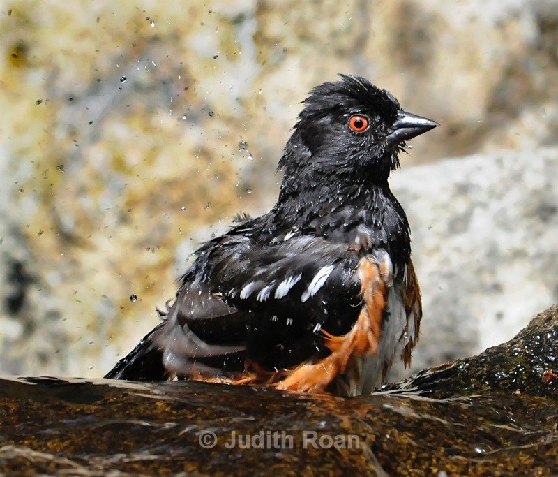 Spotted Towhee - Backyard Bathing Birds