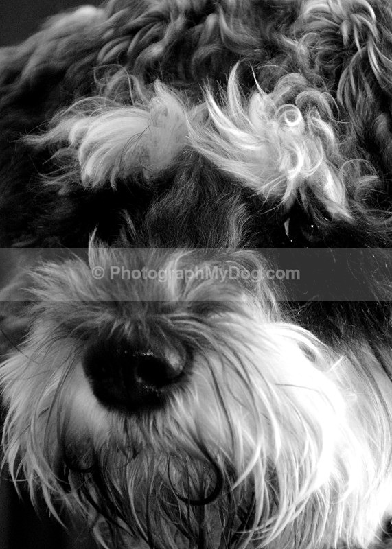  - Schnauzers