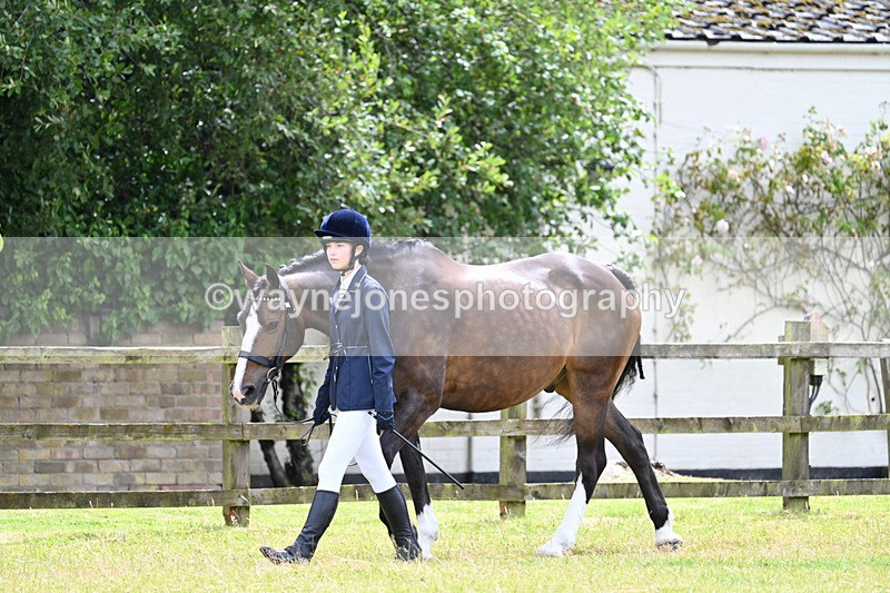 WJ7_6828 - Class 5a Most Handsome Gelding in Hand
