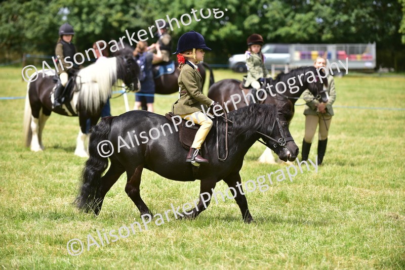 20260614-3647 - Class 15 - Prettiest Mare