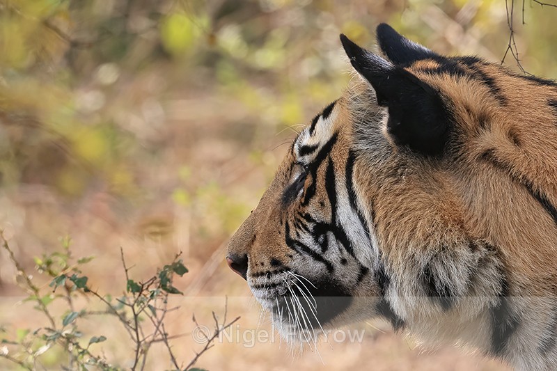 Bengal Tiger head side profile, Panna Reserve, Madhya Pradesh, India - Tiger
