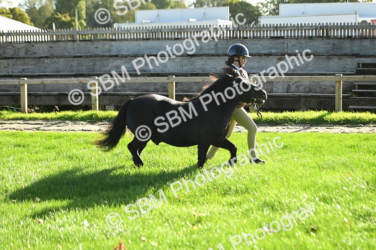 SBM_14762 - S1 - TSR in Hand Horse & Pony Showing