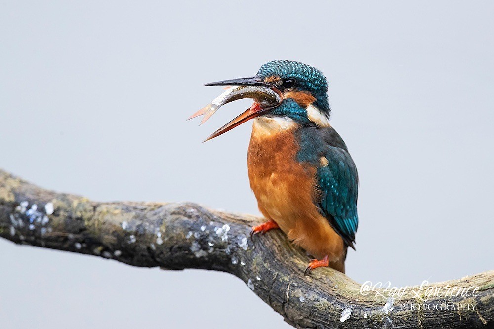 Kingfisher Alcedo Atthis063 - Kingfishers