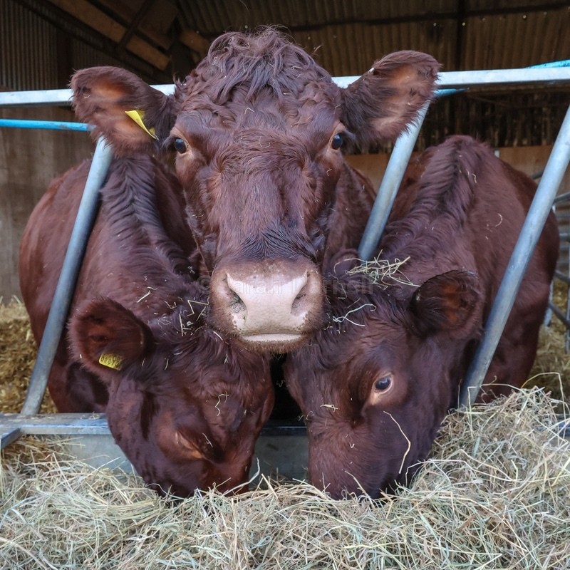 Cows SD2565 - Greeting Cards