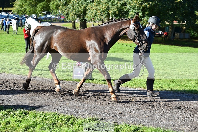 231022-110102-23663 - 461-WOODLANDS.JESTER-Karen.Cowling-TrotUp+SJ