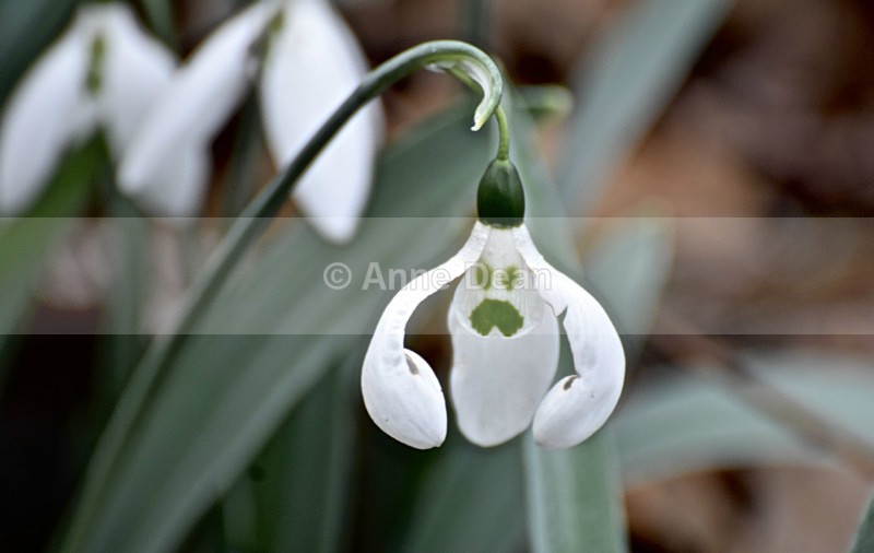 Sumo Snowdrop! - Wildlife in the UK