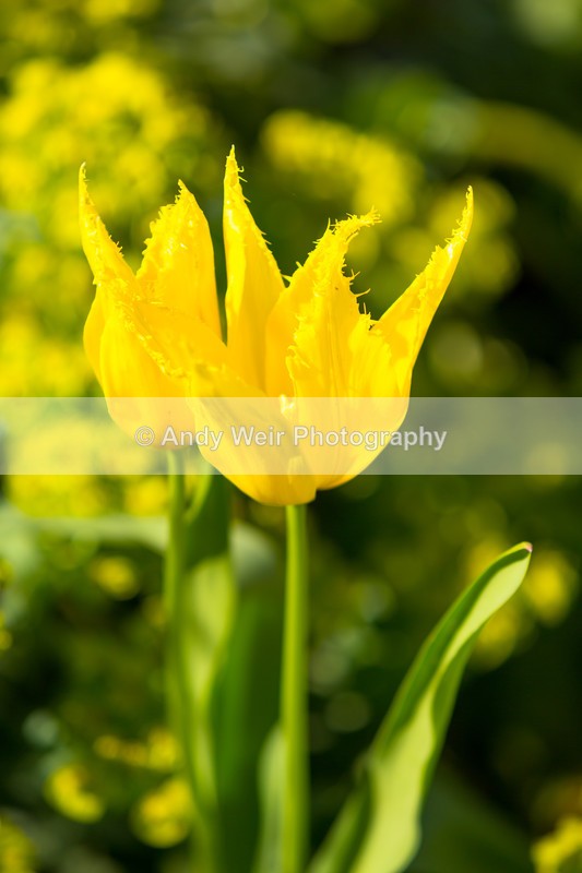 20160419-3K8A3358 - Plants & Flowers