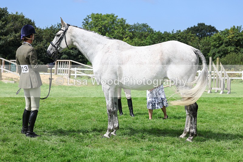 3E7A8792 - Class 5: Working Show Horse