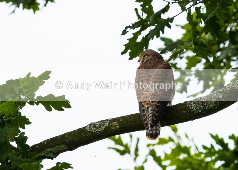 20160705-8E0A7324 - Kestrel