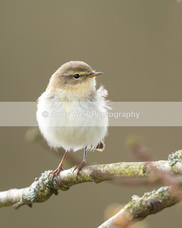 20160416-8E0A3279-4196 - Chiffchaff