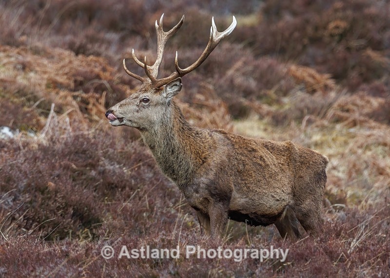Astland Photography, Bird and Wildlife Images, Susan and Peter Wilson, U.K.