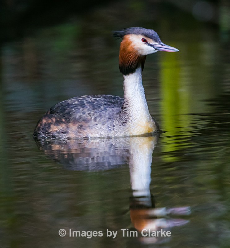 Grebe 3710322 - Wildlife