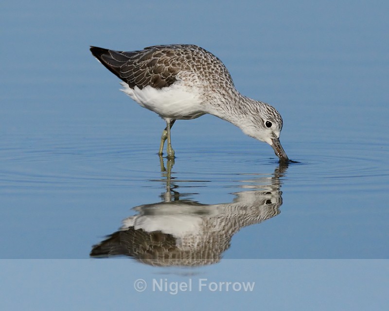 Greenshank feeding in the lagoon, Brownsea Island - Greenshank