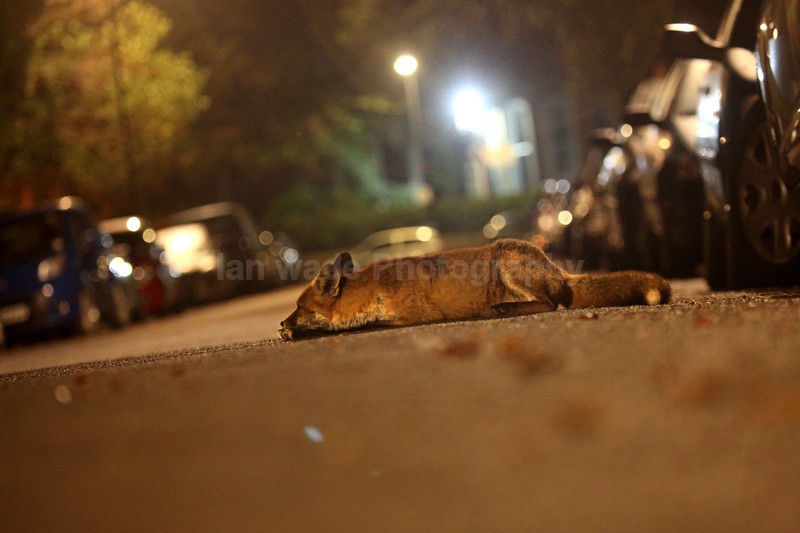 Urban fox, Bristol, Wildlife Photography_0022 - Urban Foxes, Bristol, Great Britain