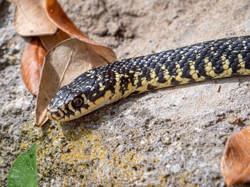 Green whip snake (Hierophis viridiflavus) - Ten Metres from Home 2021