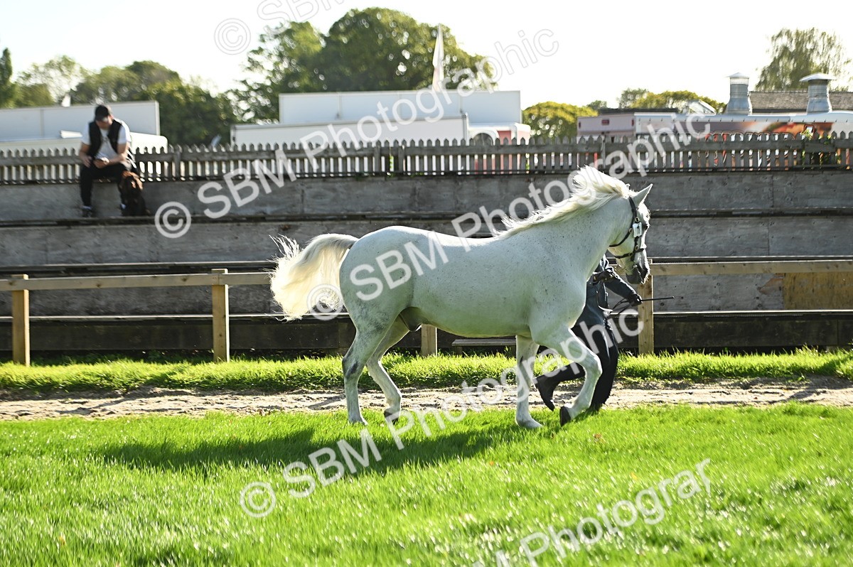 SBM_15847 - S1 - TSR in Hand Horse & Pony Showing