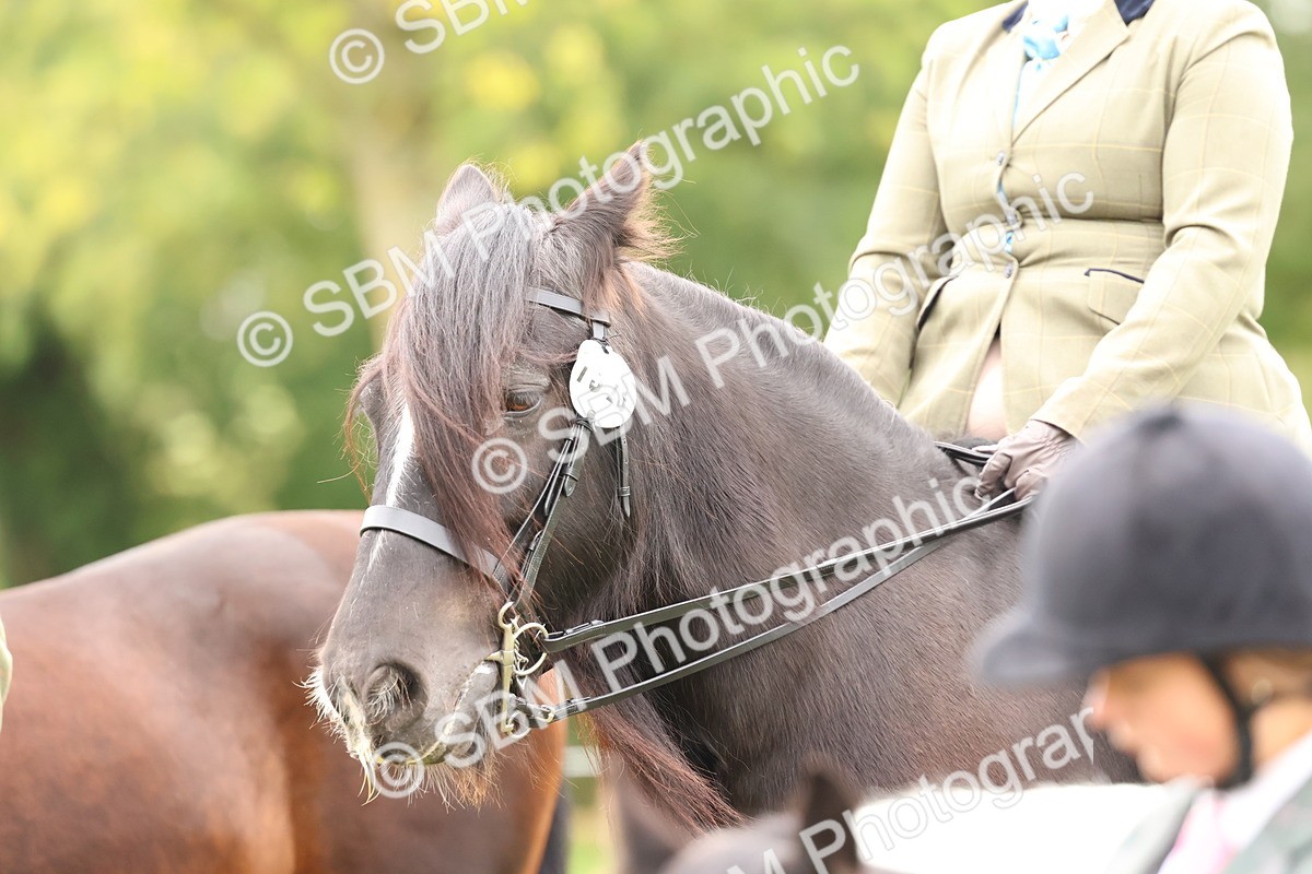 SBM_59985 - S36 - Rehabiliated Rescue Horse & Pony In Hand & Ridden