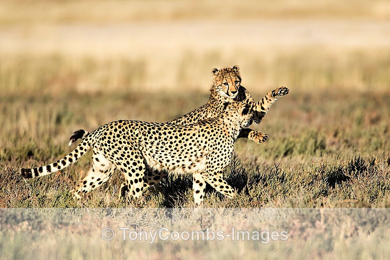 Cheetah - Etosha National Park ~ Mammals