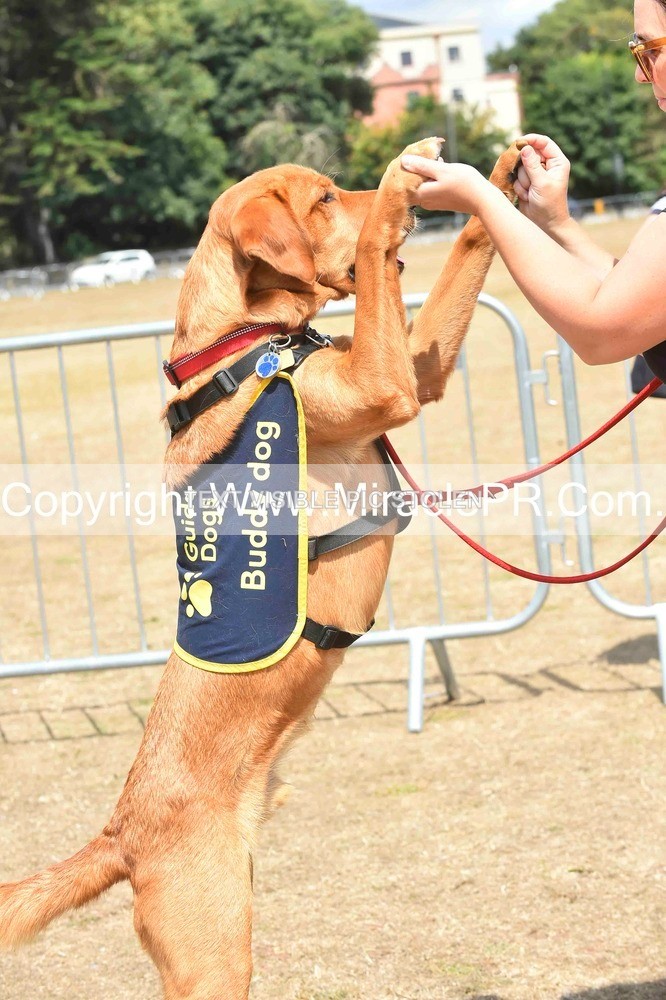 SH4_0222 - Dog show.