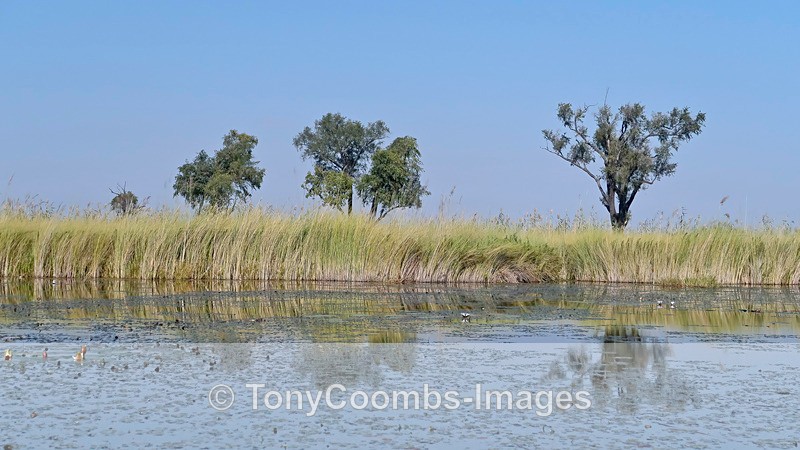 Chobe River - Botswana ~ Various Other