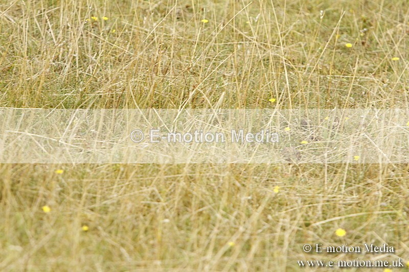 _BS_0606 - BVRC Show 2018 Ring 3