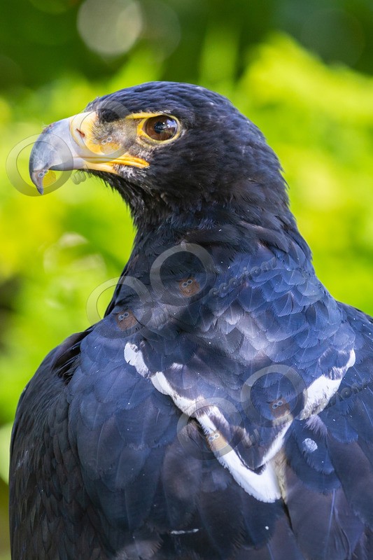 Verreauxs Eagle Aquila verreauxii-7471 - BoP from around the world
