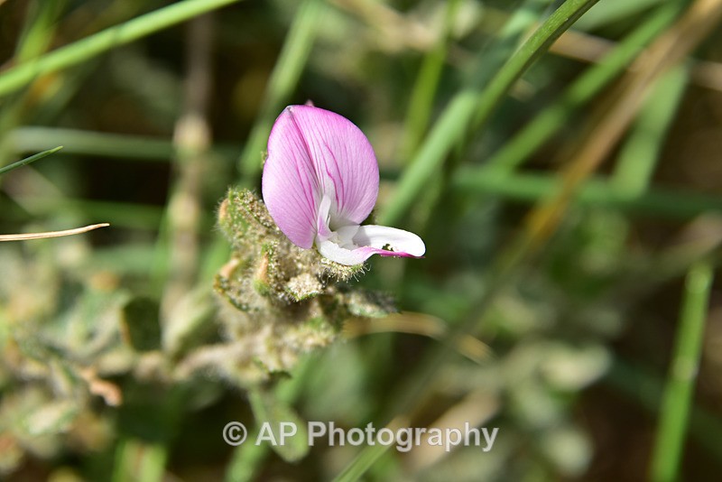 ACP_2341-1b - Plants