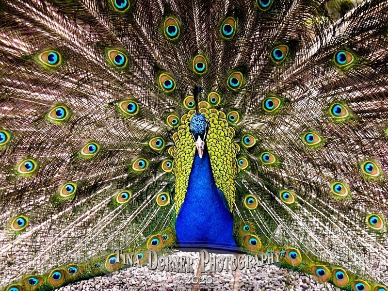 Peacock display from Animal Portraits Portfolio by Tina Dorner Photography