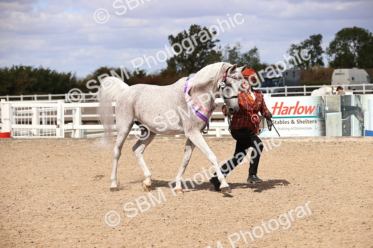 SBM_14423 - Class 412 - Handsomest Gelding (IH or Ridden)Adult