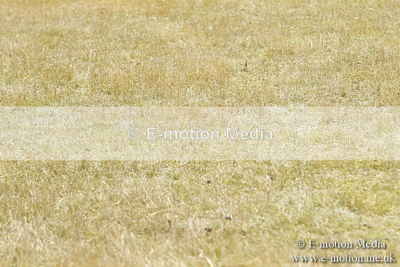 _BS_0917 - BVRC Show 2018 Ring 3