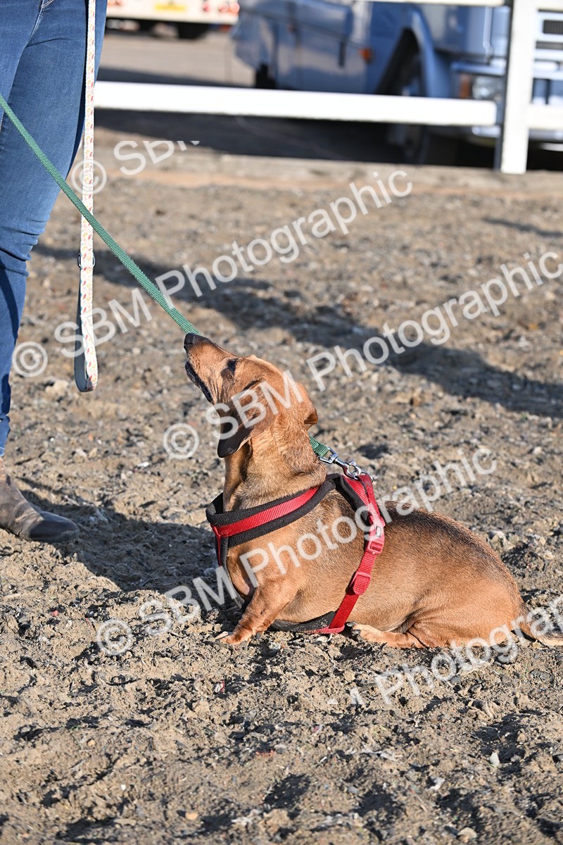 SBM_09397 - Lorry Dogs
